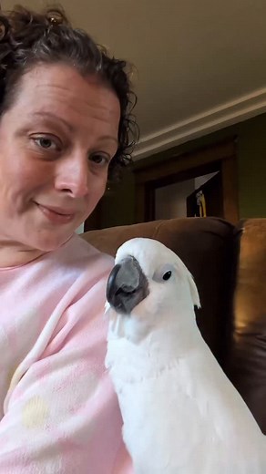 3.3K views · 738 reactions | Furby got a musical Christmas card today! #furbythebirb #christmas #cards #greetingcard #mail | Furbythebirb | Facebook