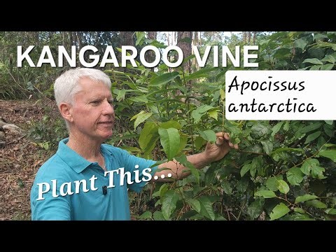 Aussie Native Kangaroo Vine - Plant This.