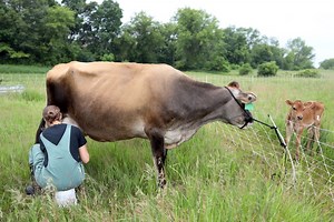 Calf Sharing | How to Add Flexibility to Your Homestead