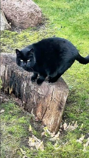 Black Cat Just Sitting and Watching 🖤