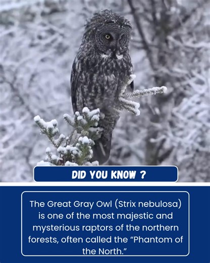 Did you know? The Great Gray Owl (Strix nebulosa) is one of the most majestic and mysterious raptors of the northern forests, often called the “Phantom of the North.” Cloaked in a stunning pattern of gray feathers, this owl is perfectly adapted to its snowy environment, where it hunts silently amid the winter stillness. What makes the Great Gray Owl truly remarkable is its extraordinary hearing. Beneath that large, circular facial disk lies an advanced sound detection system that allows it to lo