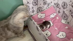 #cat #catlover #viral #baby #kitten #cats #pet | Hello Skitty