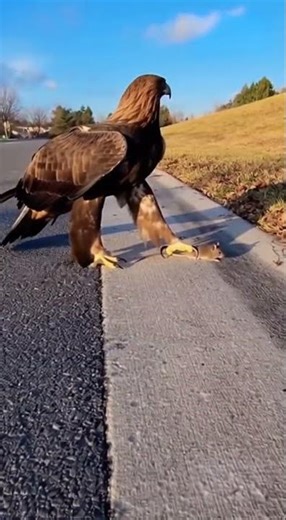 ⚡️ Deadly Precision! Eagle Snaps Up Mouse on Suburban Roadside in Lightning-Fast HD Close-Up! 🦅🐀