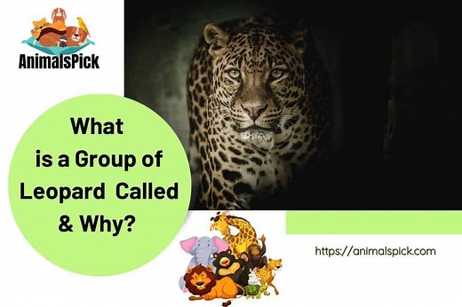 What is a Group of Leopard Called? (Names That Express Them)