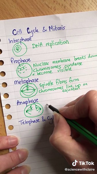 #alevelbiology #biology #biologyteacher #mitosis | mitosis