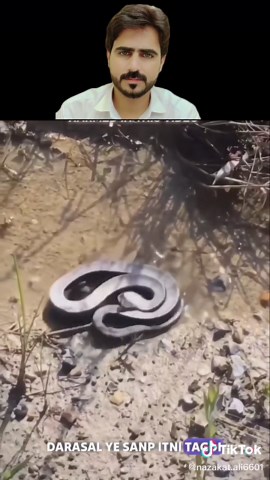 Exploring the Fascinating World of Zombie Snakes