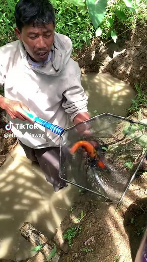 Ikan Lele Bule: Tips Memasukkan ke Kolam Ikan