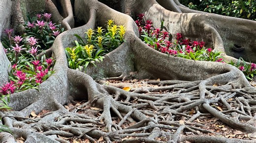 12 backyard problems that are caused by tree roots (& how to solve them)