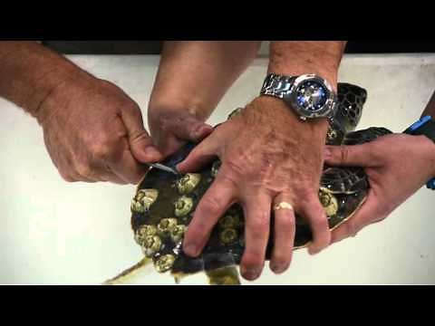 Ripley's Green Sea Turtle Rehab and Release