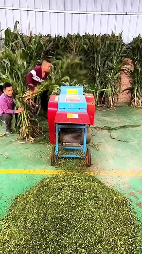 Efficient Corn Threshing with a Red and Blue Machine