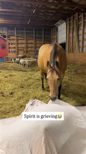 81K views · 22K reactions | Animals feel emotions just like we...