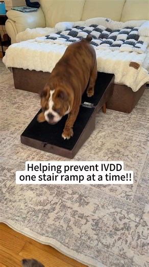 Jumping may look harmless — but it’s a leading cause of IVDD. We’re helping prevent IVDD one stair ramp at a time!! Protect your pup’s spine with every gentle step 🩺💖 | Mupoer