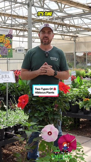 Did you know there are two types of Hibiscus plants? Let’s talk about it. 🌺#smithsgardentown #hibiscus #hardyhibiscus #tropicalplants #gardening #landscapingdesign