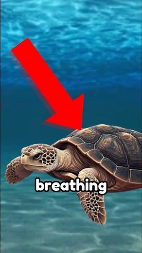 How Turtles Breathe Underwater
