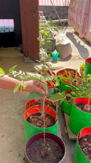 250K views · 1.4K reactions | Pomegranate plant grow tips using compost soil #pomegranate #plants #nature #flowers #plantsofinstagram #garden #plant #plantsmakepeoplehappy #gardening #houseplants #plantlover #green #photography #naturephotography #indoorplants #flower #plantlife #love #succulents #urbanjungle #cactus #art #plantstagram #plantas #homedecor #naturelovers #plantsplantsplants #beautiful #photooftheday #flowerstagram | Rezia Gardening | Facebook