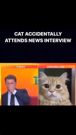 🐈🐈🐈 | Myclosingthoughts