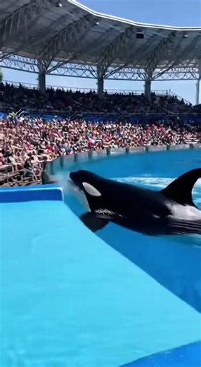 Trainer Falls Into Orca Pool!