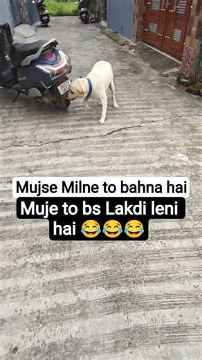 Funny Labrador Day - 6 😂 #dog #dogs #funnydog #funnyvideo