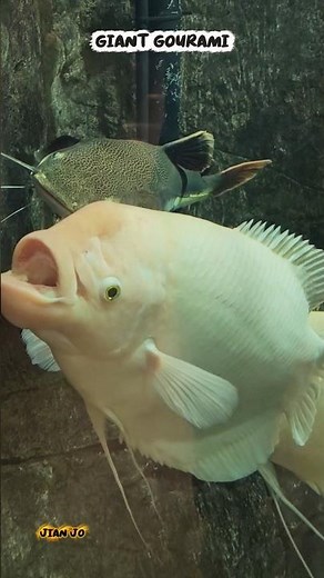 platinum gar, giant gourami #zoo #pets #blog #nature #fish #travel #cruisetour #animalworld