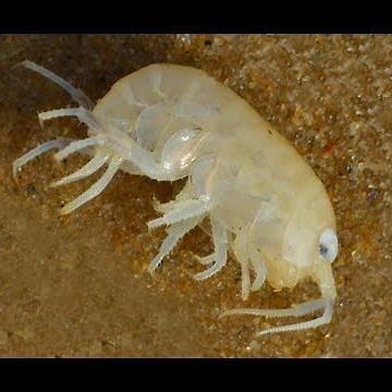 Sea lice outbreak hits New Jersey.