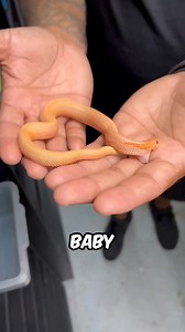 160K views · 1.8K reactions | Why Baby Snakes Are Deadlier Than Adults #facts #animals #wildlife | FactPaw | Facebook