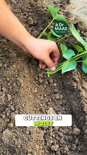 Grow More Sweet Potatoes from Cuttings! 🍠🌱 Easy Propagation Method