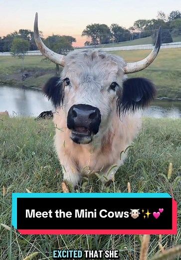 Meet the Adorable Mini Cows: Poppy, Petunia, and Friends