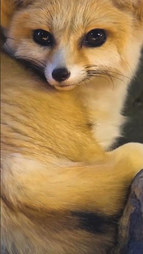 Fennec Fox 🦊 a big-eared dune hopper 🏜🌵 #fennec #fennek