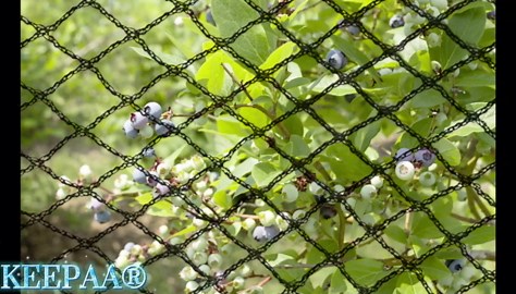 Bird Netting Poultry Chicken Coop - 15FT*35FT Heavy Duty Garden Net 0.6” Mesh for Blueberry Bushes Fruit Tree Roof Hawk Proof