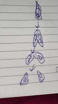 class 10 how do organisms reproduce different mode of asexual reproduction