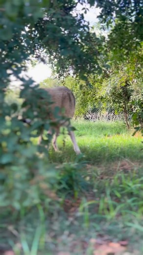 Bella, Logan, and Mandela… three wolves finally making up for a lifetime they were never given. 🐺✨ Wolves deserve space, safety, and a life that honours who they are — not years of neglect, confinement, or being treated as anything less than the wild spirits they were born to be. At All Hearts Foundation, they finally have sanctuary… warmth… dignity… a family. But we can only continue this mission with your support. Please donate. Please stand with us. Every contribution helps us give wolves li