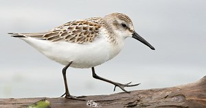 Western Sandpiper Photos and Videos for, All About Birds, Cornell Lab of Ornithology