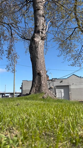 5.2K views · 77 reactions | Springtime in Timville. The tree flipping quest continues for @timsulkowski and we are happy to see it. How wild is that first one? 浪 #albescrew #michiganbmx #albesbmx #albes #bmx | Albe's | Facebook