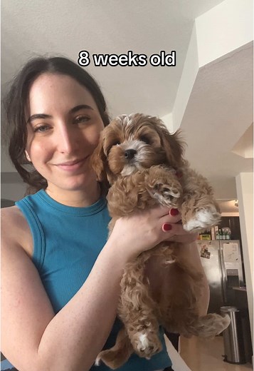Cavapoo Puppy: 8 Weeks of Adorable Growth