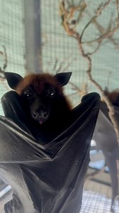 A surprise #TongueOutTuesday blep from Indian Flying Fox, Tikka, who is arguably the queen of bleps. 🦇 😋 Since fruit bats prefer to juice the fruit they eat, their tongues are always working overtime while they eat. They will use their tongues to smush fruit into the roof of their mouths. They can even rotate the fruit with their tongue to ensure they get every bit of juice! 🦇 #animals #bats #cute #nonprofit #florida | Lubee Bat Conservancy