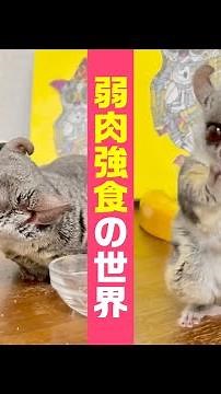 弱肉強食！猿のおやつ争奪戦！Bushbabies Battle for snacks