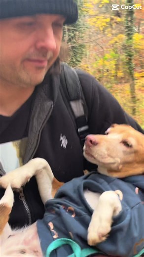 Miss Penny the Beagle: A Heartwarming Rescue Story