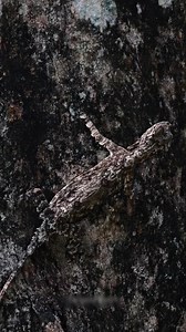Common flying dragon 🌿🦎🍂 Follow 👉 Hometown Sharer 🥰 #viralvideo#reelsfyp #nature #facebookviral #wildlife | Hometown Sharer