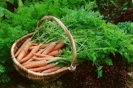 Comment planter les carottes : association et variétés