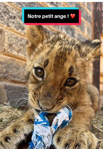 🗓️ Aujourd’hui, comme chaque dimanche, on se retrouve pour partager les souvenirs de Jengo 🙏 à @Felidae Centre , autour de la conservation et de leur dévouement pour les animaux ! 🦁 La description est un peu plus courte que d’habitude, car nous sommes en train de finaliser le programme de volontariat chez Felidae, auquel tu pourras bientôt participer 😁 En attendant, je te laisse simplement profiter de ces beaux souvenirs de Jengo. Un petit lionceau qui restera à jamais dans nos cœurs 🤍