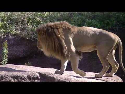 すごい！ライオンの交尾【天王寺動物園】Mating of Lion [Tennoji Zoo]