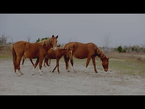 Appalachian Horse Project (Jackson, KY) | Kentucky Life | KET