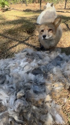 JUNIPER WILDLIFE REFUGE on Instagram: "Anyone want to take a guess at what kind of bird was chattering in the video? Every spring the foxes shed their entire winter coat in one big blow out. Most of the time they need a little extra assistance during this process because all of the foxes at our sanctuary are ranched foxes or were bred on a “fur farm” which means they were bred to have unnaturally dense coats, far more dense than a wild fox, so that they would have an extremely plush pelt once th