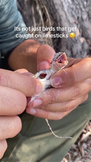 Preventing Lizards from Getting Stuck on Limesticks