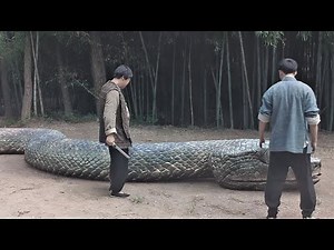 昏厥的巨蛇突然苏醒，小伙骑在巨蛇身上差点尿了裤子！ 【变异巨蟒 Mutant Python】 | 惊悚/剧情 | 经典大本营