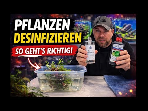 Properly disinfecting aquarium plants! 🌿 Carbo bath method against algae, snails & parasites