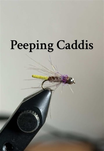 I guess you’d call this a peeping Caddis. I fished this pattern quite a bit last year and was surprised at how well it performed. Plus, they’re easy and fun to tie. I think 16 is the sweet spot in size, but 14-18 would probably work well too. It’s tied on a size 16 standard length nymph hook with a price of small ultra chenille as the tail, pheasant tail fibers, small silver wire, cdc collar and 3/32 tungsten bead. #nymphs #fyp #flyfishing #fishlife #flytying