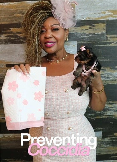 Essential Care Tips for Yorkie Puppies