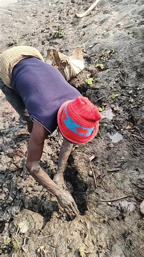 Best Eel Fish Catching Technique By Hand #fish #eel #fisherman #eelfishing | JP Fishing