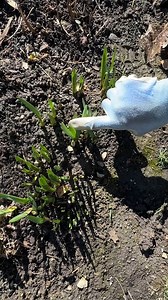 7.3K views · 18 reactions | Bulbs blooming a bit early? Don’t panic!! Sandra, our BHG Test Garden expert, chats through what to do if your bulbs are peeking early. (Hint: less than you think!) | Better Homes & Gardens | Facebook